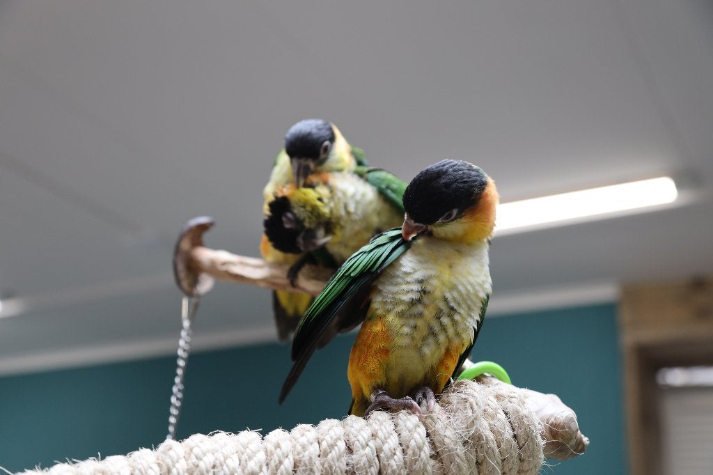 Jonge Baby Zwartkop Caique´s | getest | Speels | Handtam, Dieren en Toebehoren, Meerdere dieren, Papegaai, Pratend