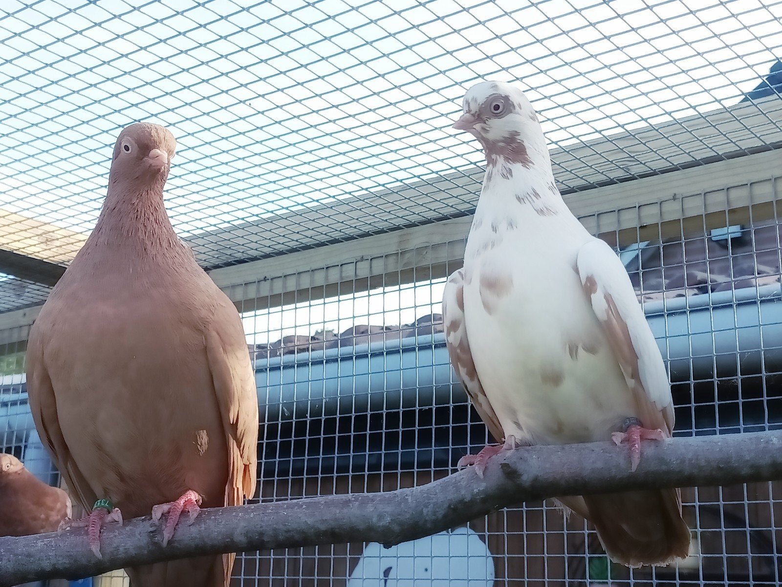 Koppel Portugese tuimelaars, Dieren en Toebehoren, Meerdere dieren