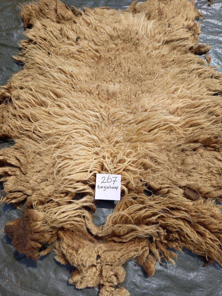 nr 267 Geschoren vacht van een bergschaap - Ruwe wol, Hobby en Vrije tijd, Ophalen of Verzenden, Gebruikt