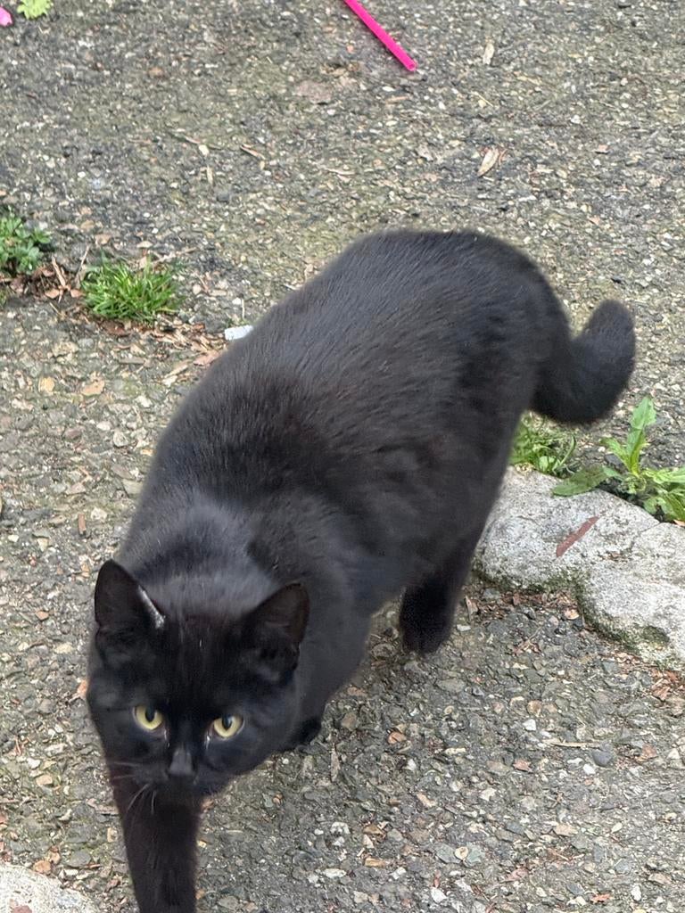 2 boederen katten half jaar oud, Dieren en Toebehoren, Katten en Kittens | Overige Katten, Poes