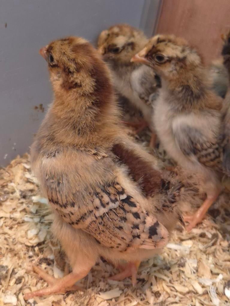 Barnevelder kriel kuikentjes, Dieren en Toebehoren, Pluimvee, Geslacht onbekend, Kip