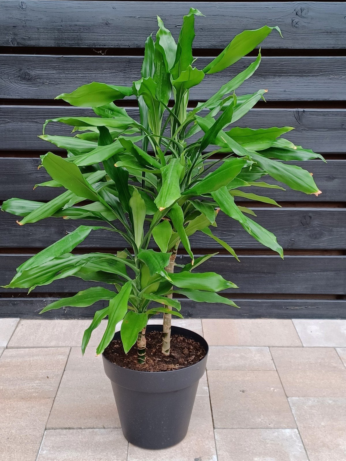 Mooi Gezonde Kamerplant - Dracaena Fragans, Huis en Inrichting, Kamerplanten, Minder dan 100 cm, Groene kamerplant, Halfschaduw