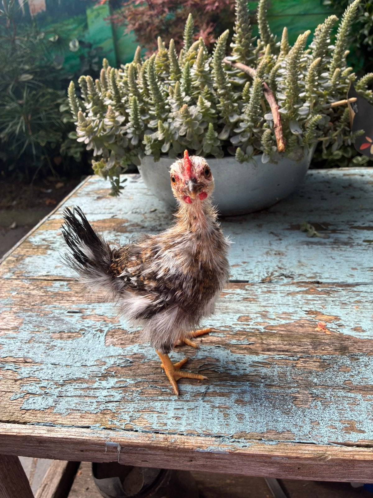 Serama haantjes, Dieren en Toebehoren, Mannelijk, Kip