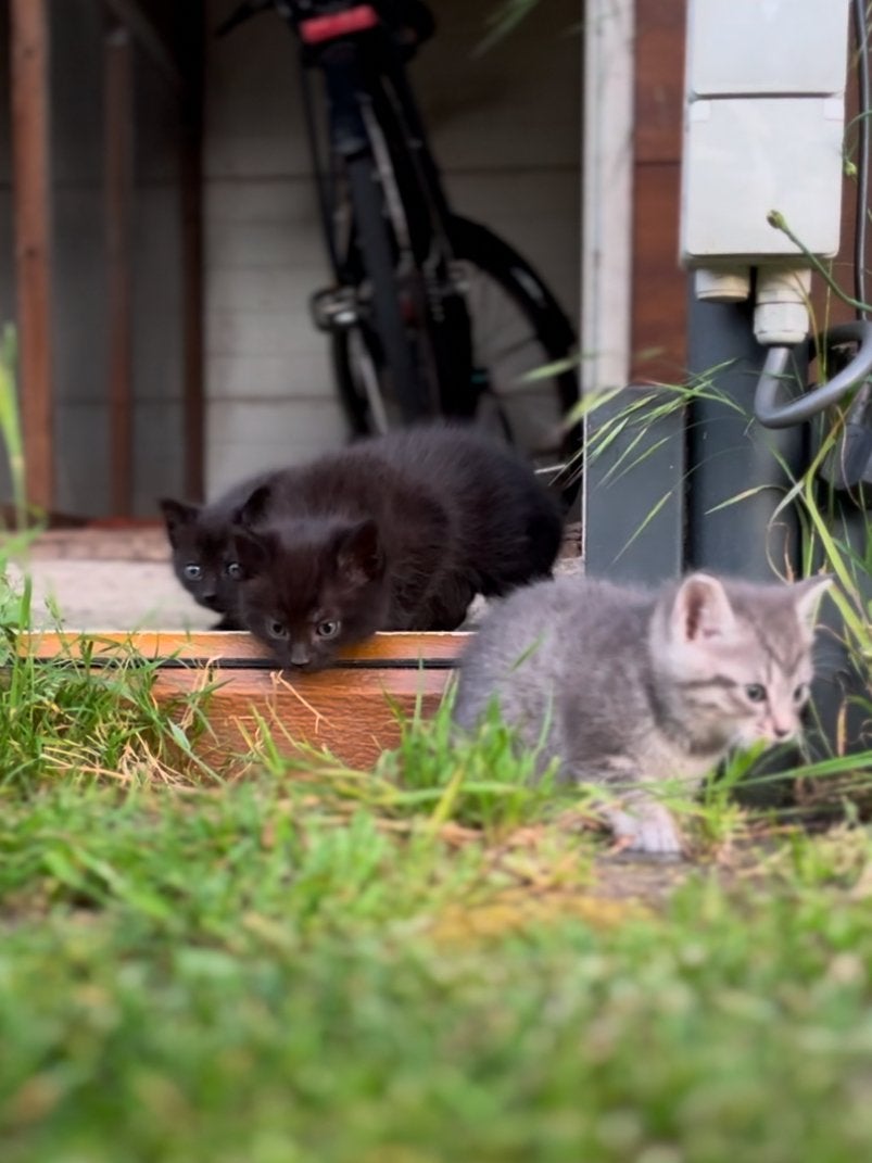 3 speelse kittens mama nubalung papa tabby whiskaskat., Dieren en Toebehoren, Meerdere dieren