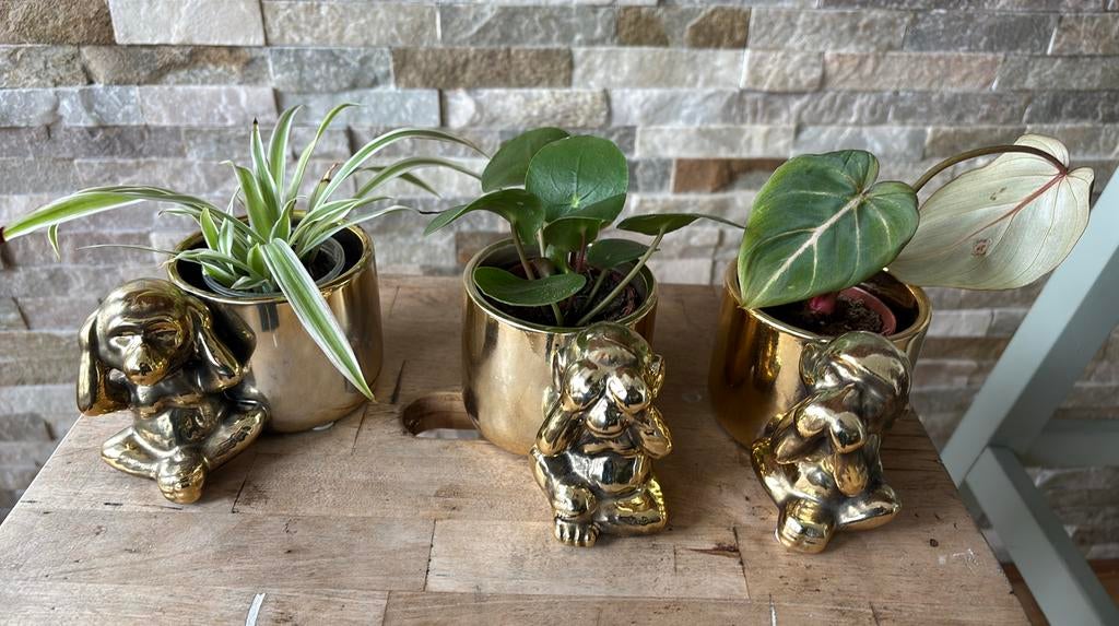 3 mini plantjes in pot, Overige soorten, In pot, Minder dan 100 cm, Groene kamerplant