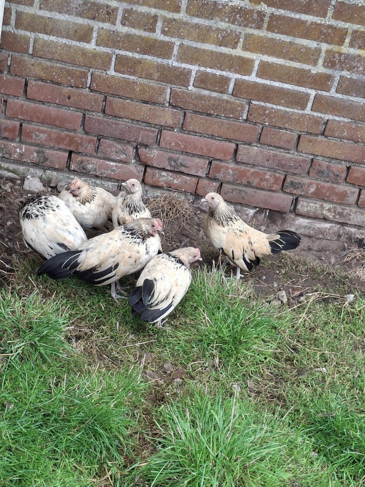 Hollandse krielkippen, Dieren en Toebehoren, Meerdere dieren, Kip