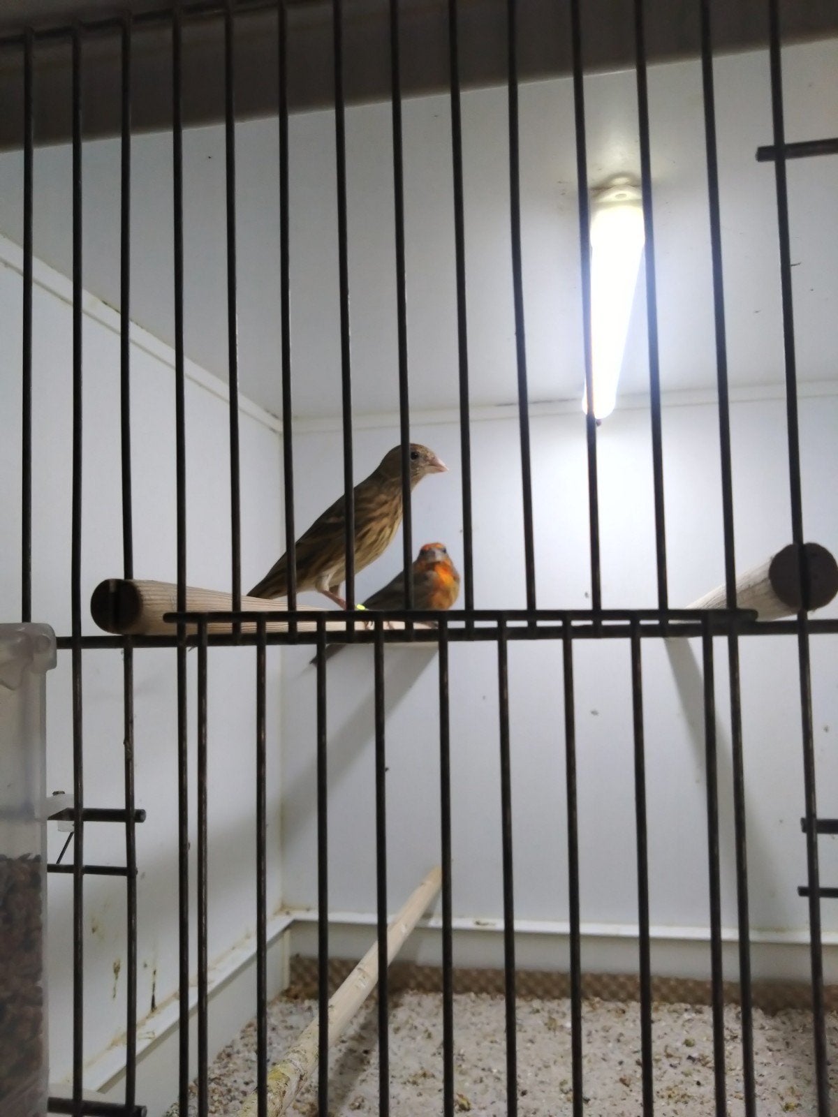 roodmus, Meerdere dieren