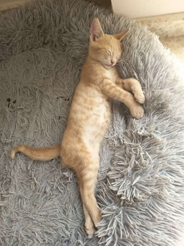 Jarela, Clarito, 4-6-26 gered uit een colonie, Kater, Kortharig, 0 tot 2 jaar
