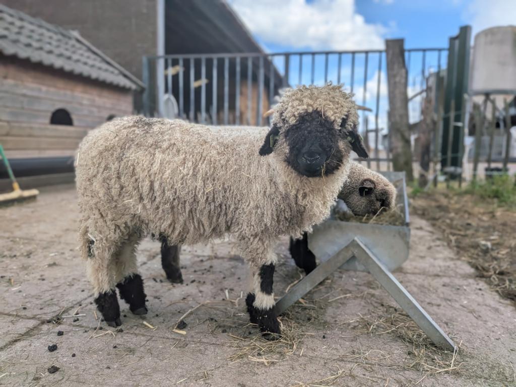 Walliser schwarsnaze ram, Dieren en Toebehoren, Mannelijk, Schaap