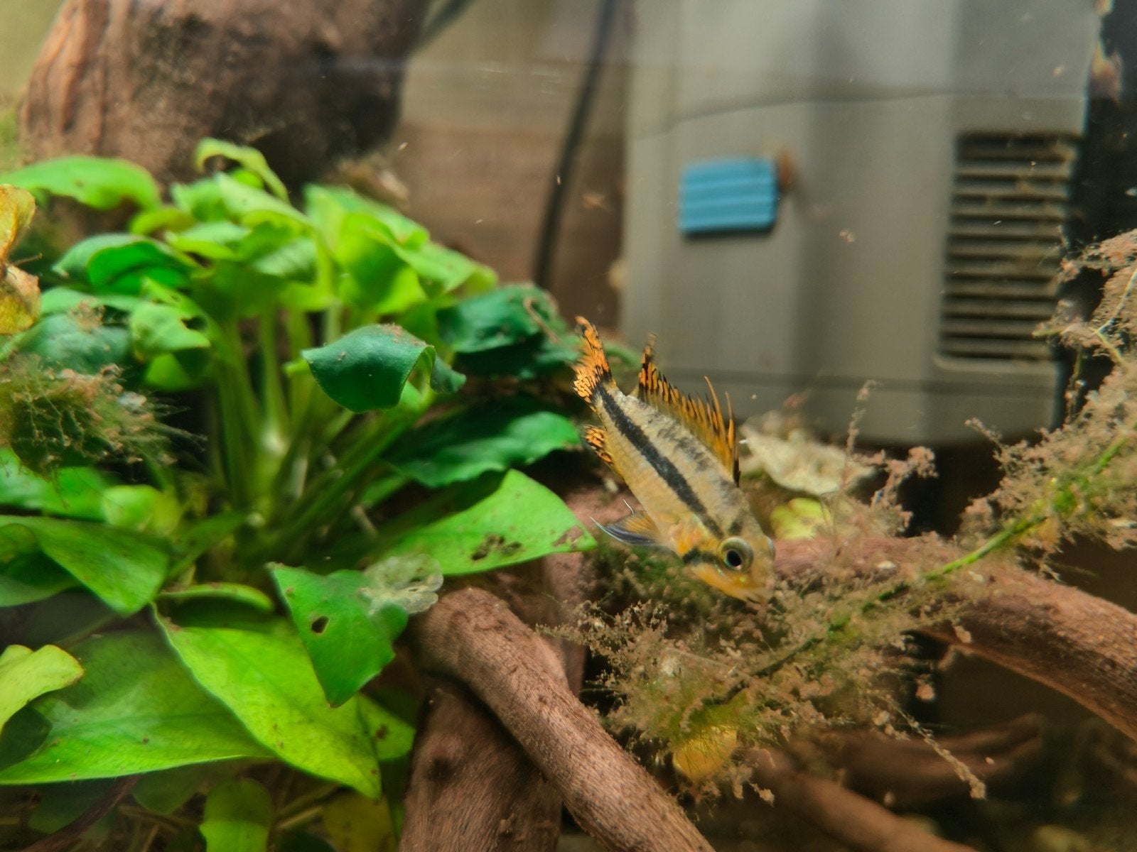 Apistogramma Cacatuoide double red man, Dieren en Toebehoren