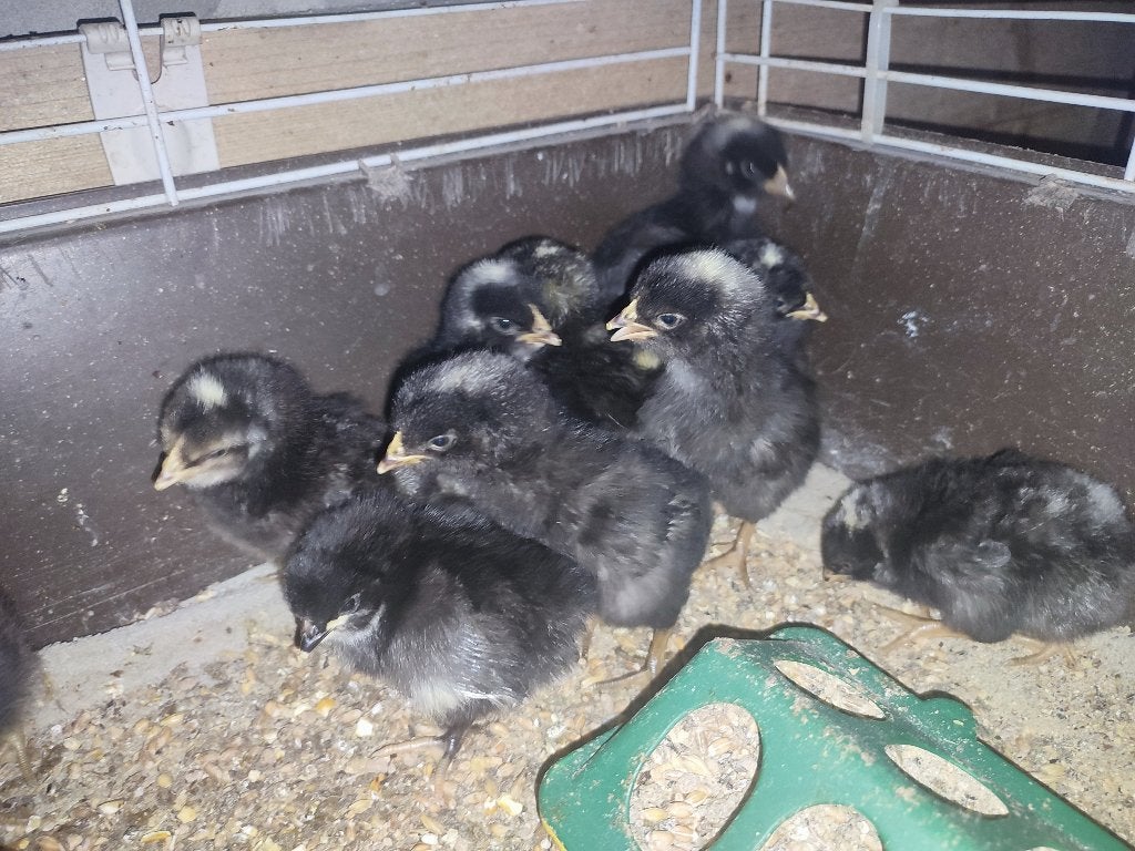 Jonge Amrock kuikens - groot ras, Geslacht onbekend, Kip