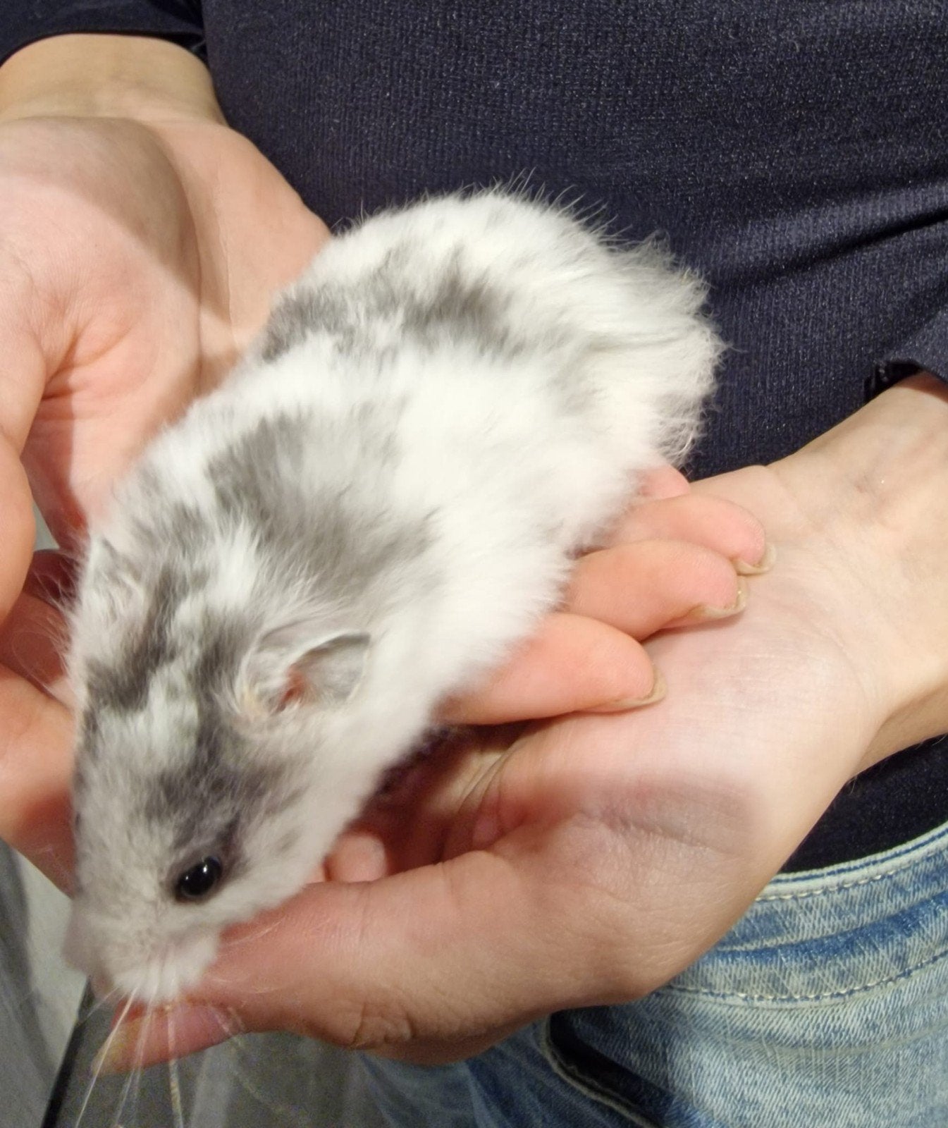 Foto 12 van Syrische hamsters super lief en super tam.