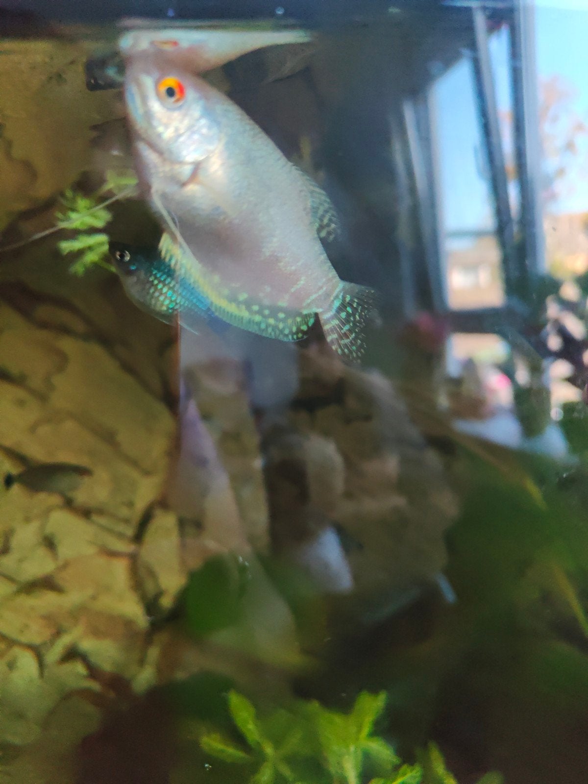 prachtige goerami, Dieren en Toebehoren, Vis, Zoetwatervis