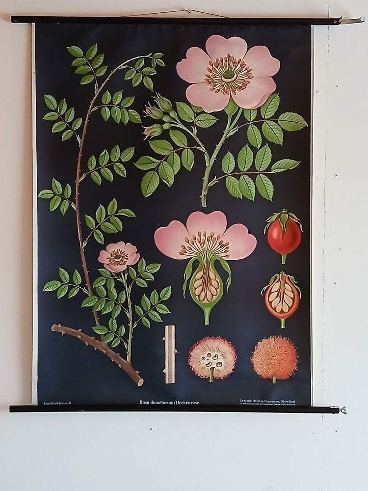 vintage schoolwandkaart "Wilde roos", Verzenden, Natuur en Biologie