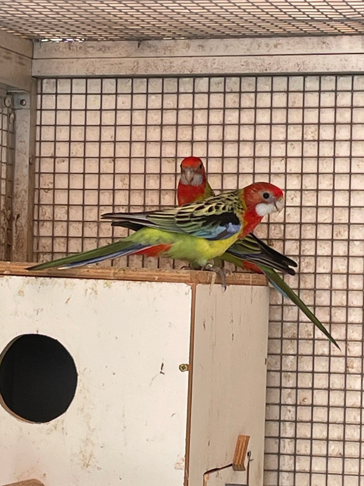 Jong koppel pracht Rosella s, Dieren en Toebehoren, Vogels | Parkieten en Papegaaien, Meerdere dieren, Parkiet, Geringd