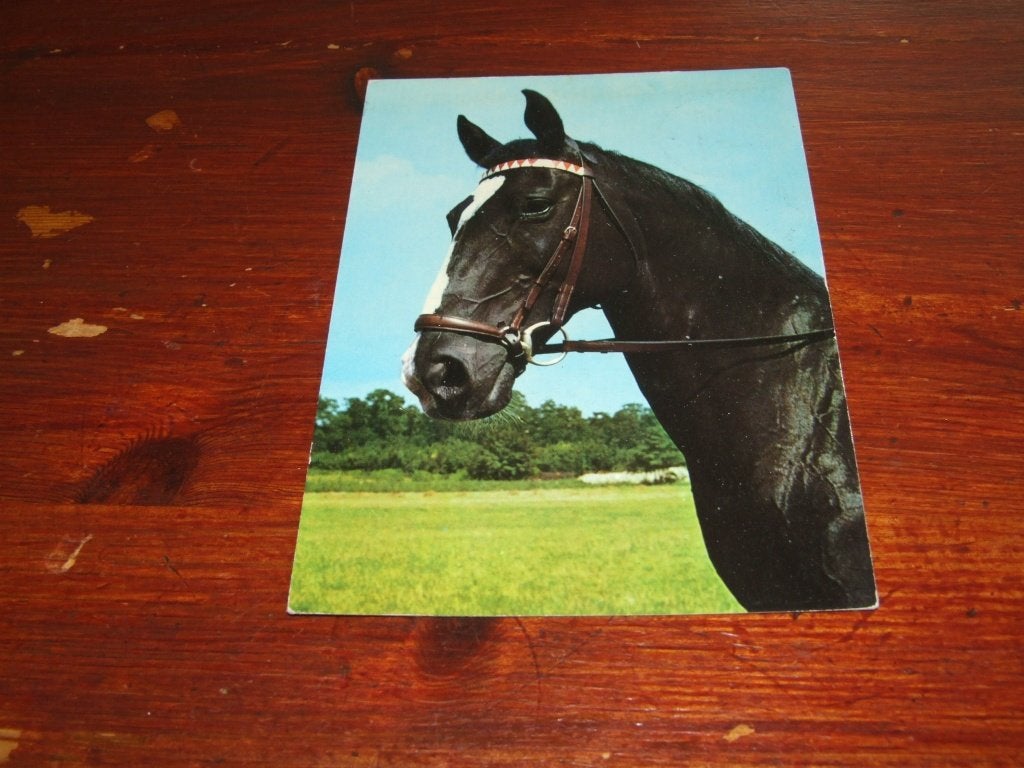 A182- Ansichtkaart met paard - Gelopen, Verzenden, 1960 tot 1980, Gelopen, Paard