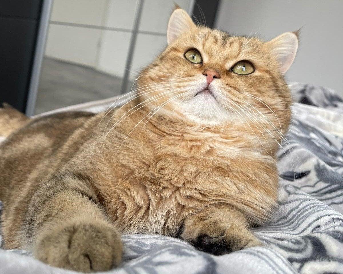 Prachtig Britse Korthaar Dekkater