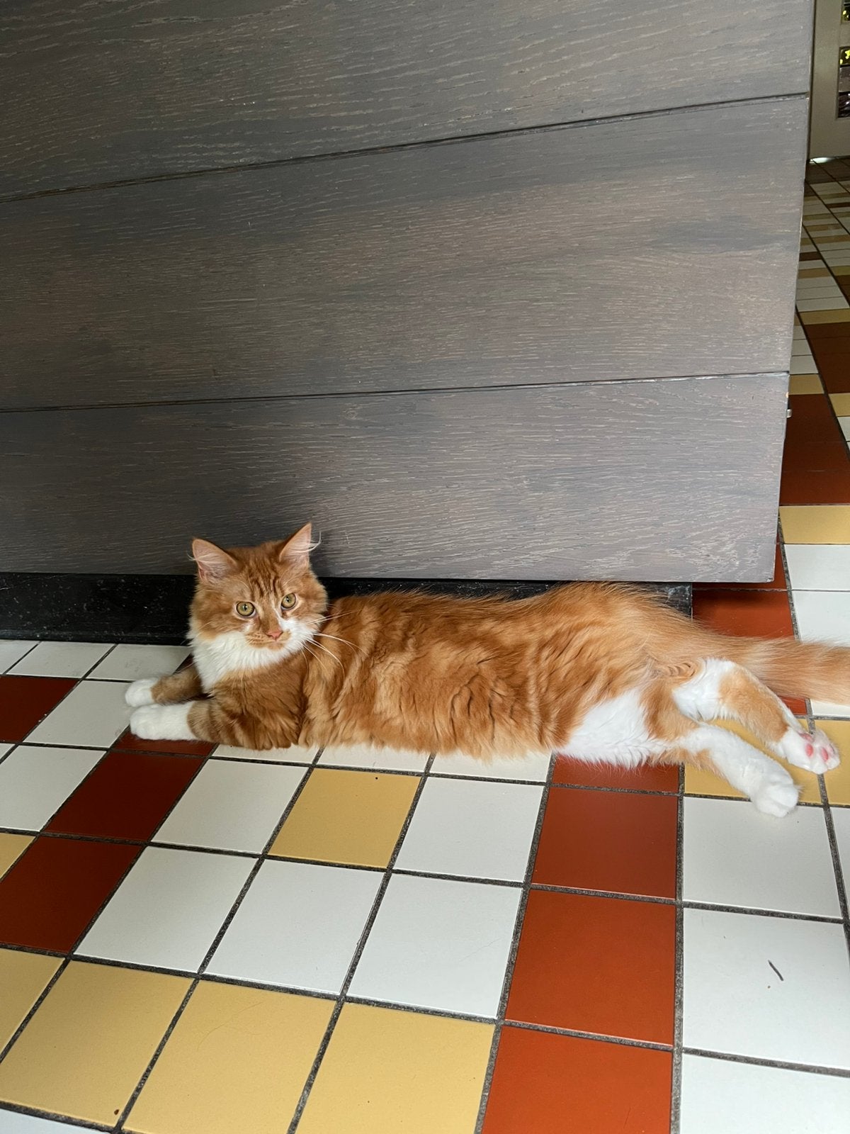 1 Rode Maincoon kitten, Kater, Ontwormd