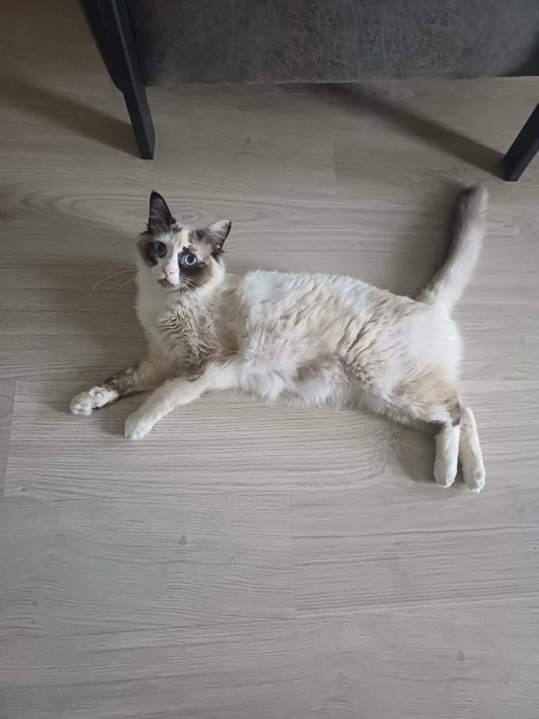 MJM Dogs Foundation: Stella, Dieren en Toebehoren, Katten en Kittens | Overige Katten, Poes, Langharig, 0 tot 2 jaar