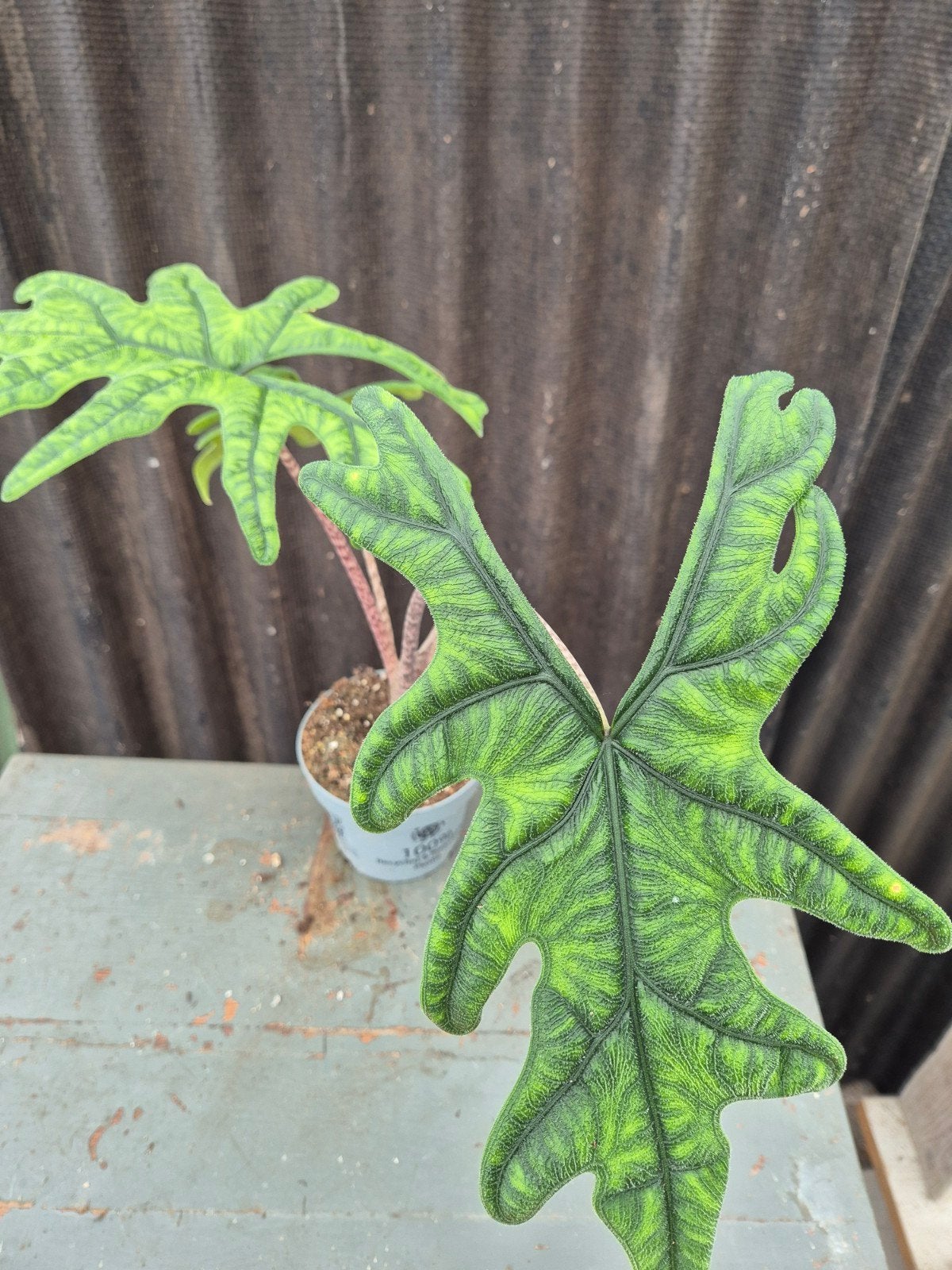 Alocasia Jacklyn p12 (3), Ophalen of Verzenden, Halfschaduw, Minder dan 100 cm
