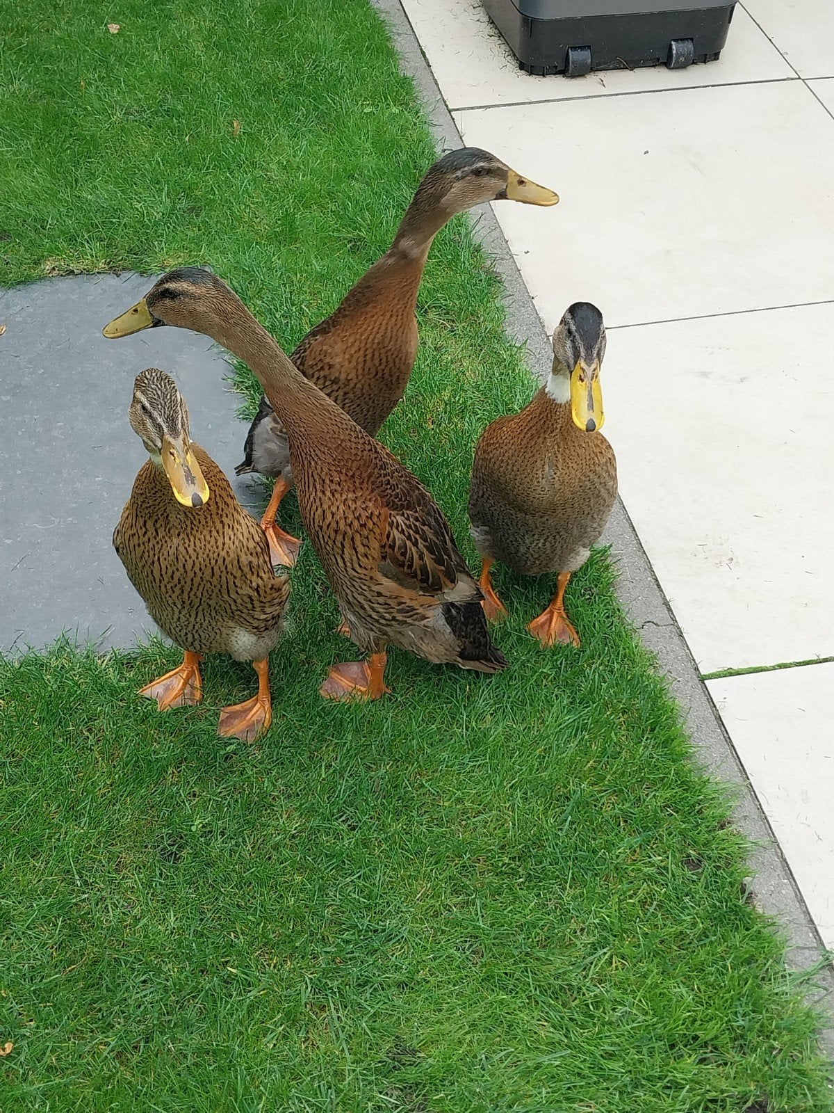 Loopeenden, Dieren en Toebehoren, Pluimvee, Meerdere dieren, Eend