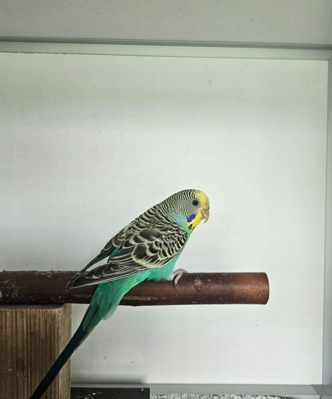Bambino zoekt een huisje! (Grasparkiet), Vrouwelijk, Parkiet