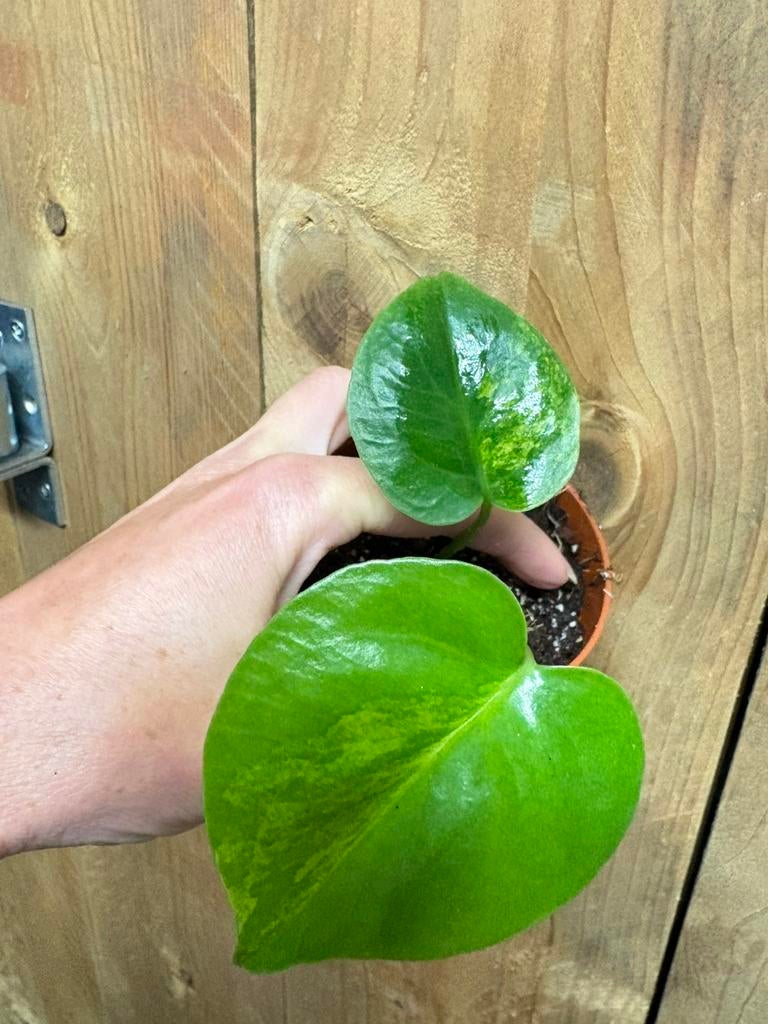 Monstera deliciosa variegata plant aurea yellow lemon mint, Huis en Inrichting, Kamerplanten, Ophalen of Verzenden, Halfschaduw