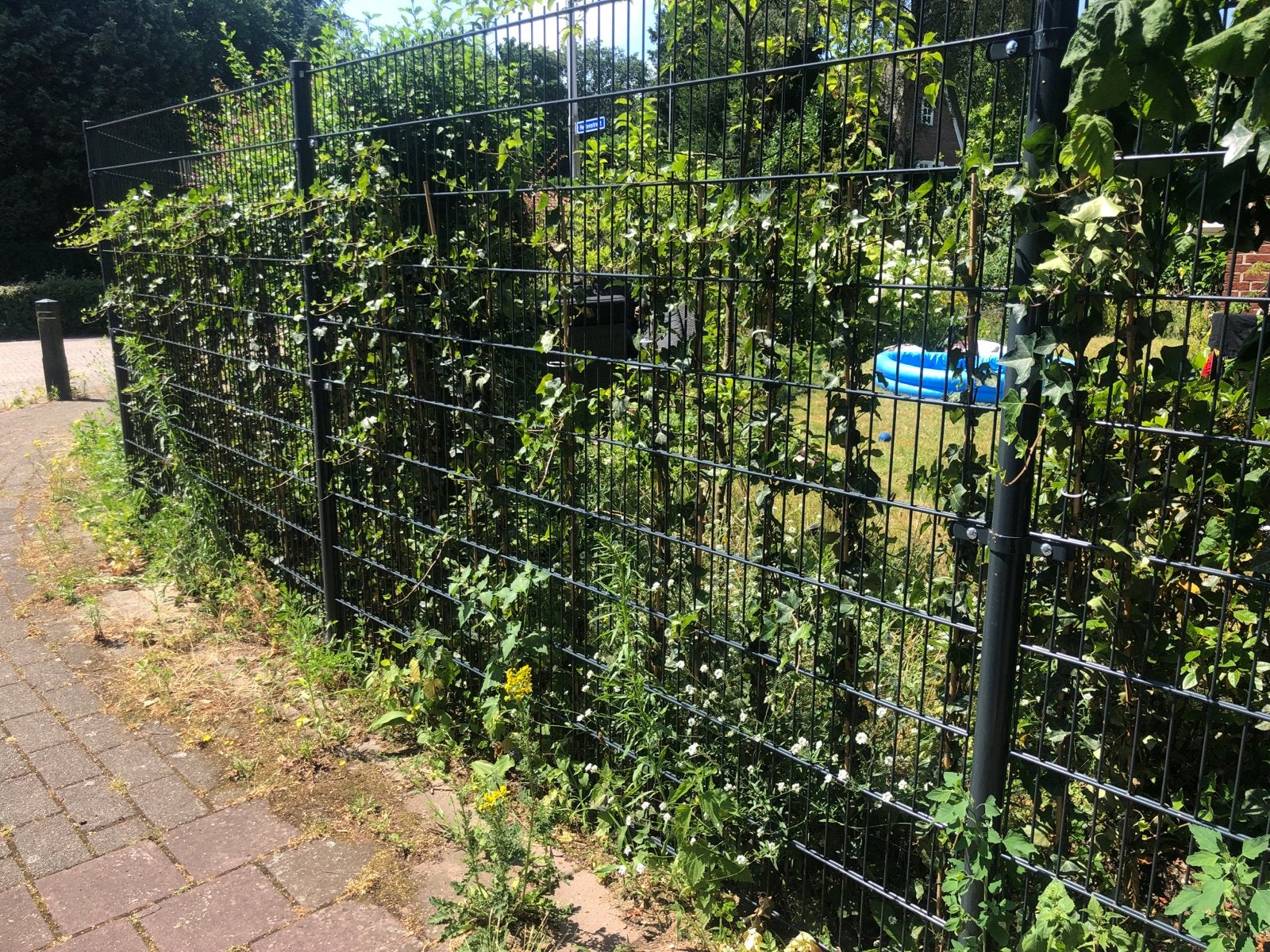 Volgroeide Hedera planten, ca. 180 cm hoog (70 stuks), Tuin en Terras, Ophalen, Vaste plant, Bloeit niet, Halfschaduw