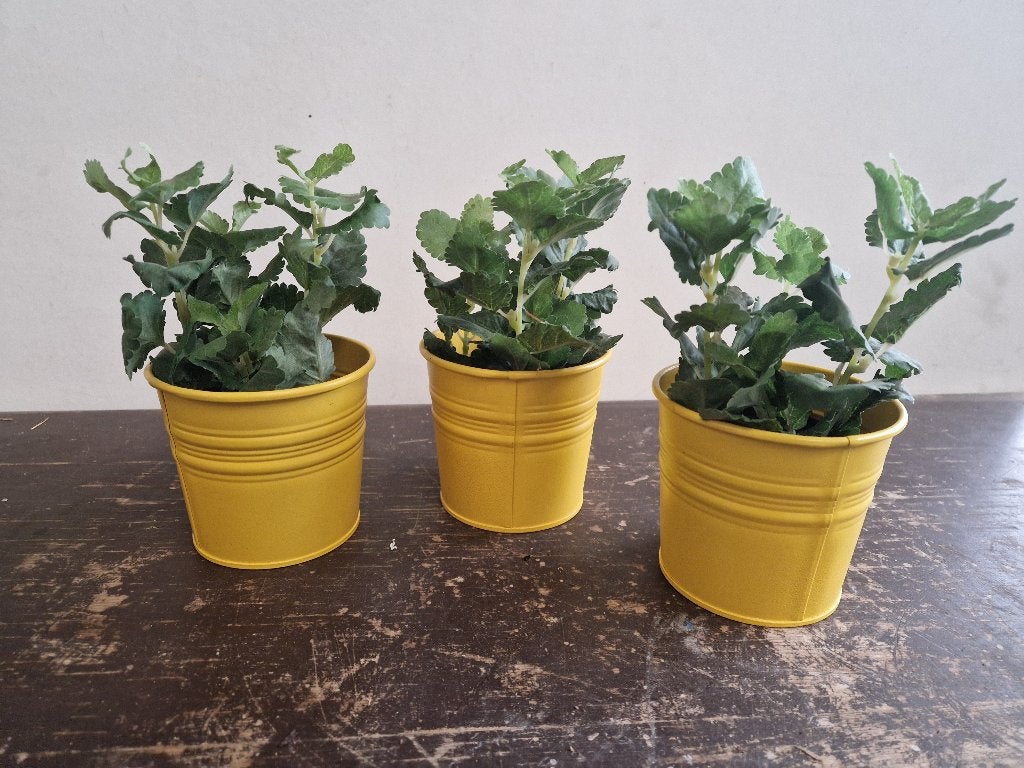4 leuke kunstplanten in gele potjes, Ophalen of Verzenden, Zo goed als nieuw, Kunstplant