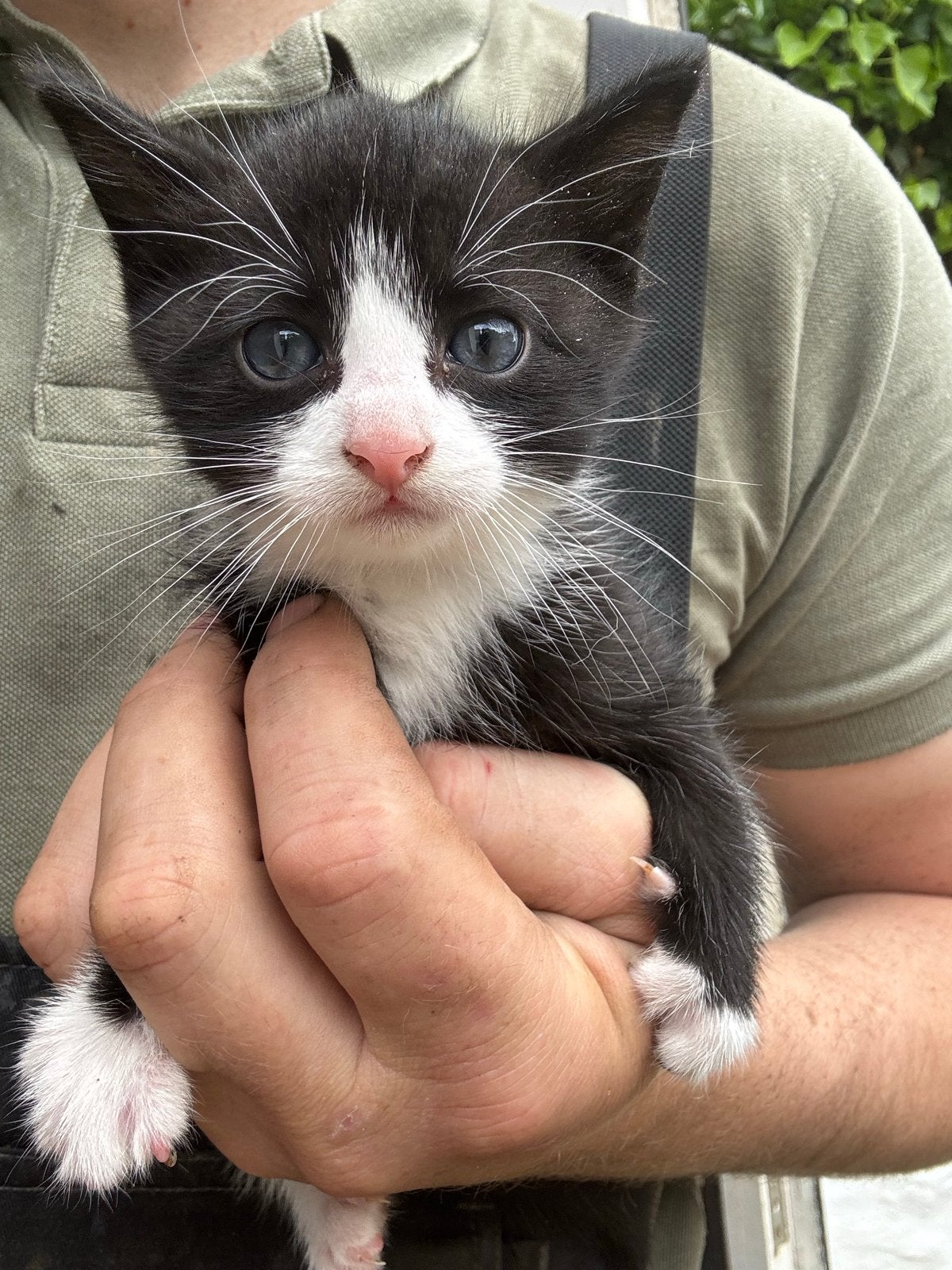 Kittens, Meerdere dieren, 0 tot 2 jaar