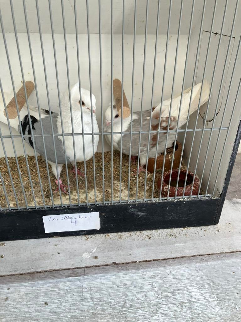 Stel duitse meuwtjes, Dieren en Toebehoren, Vogels | Duiven, Meerdere dieren, Overige soorten