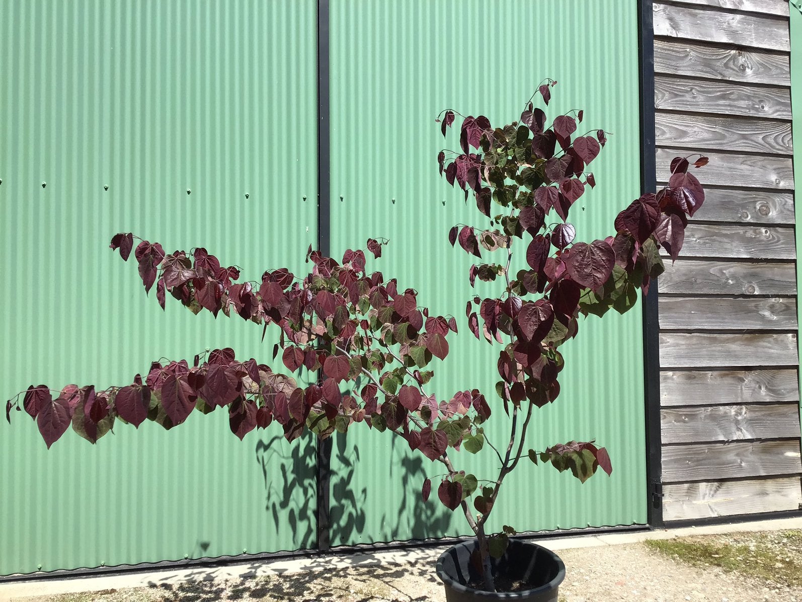 Cercis canadensis ‘Forest pansy’ 130/140 cm meerstammig, Ophalen, Nieuw, Hout, Tuin