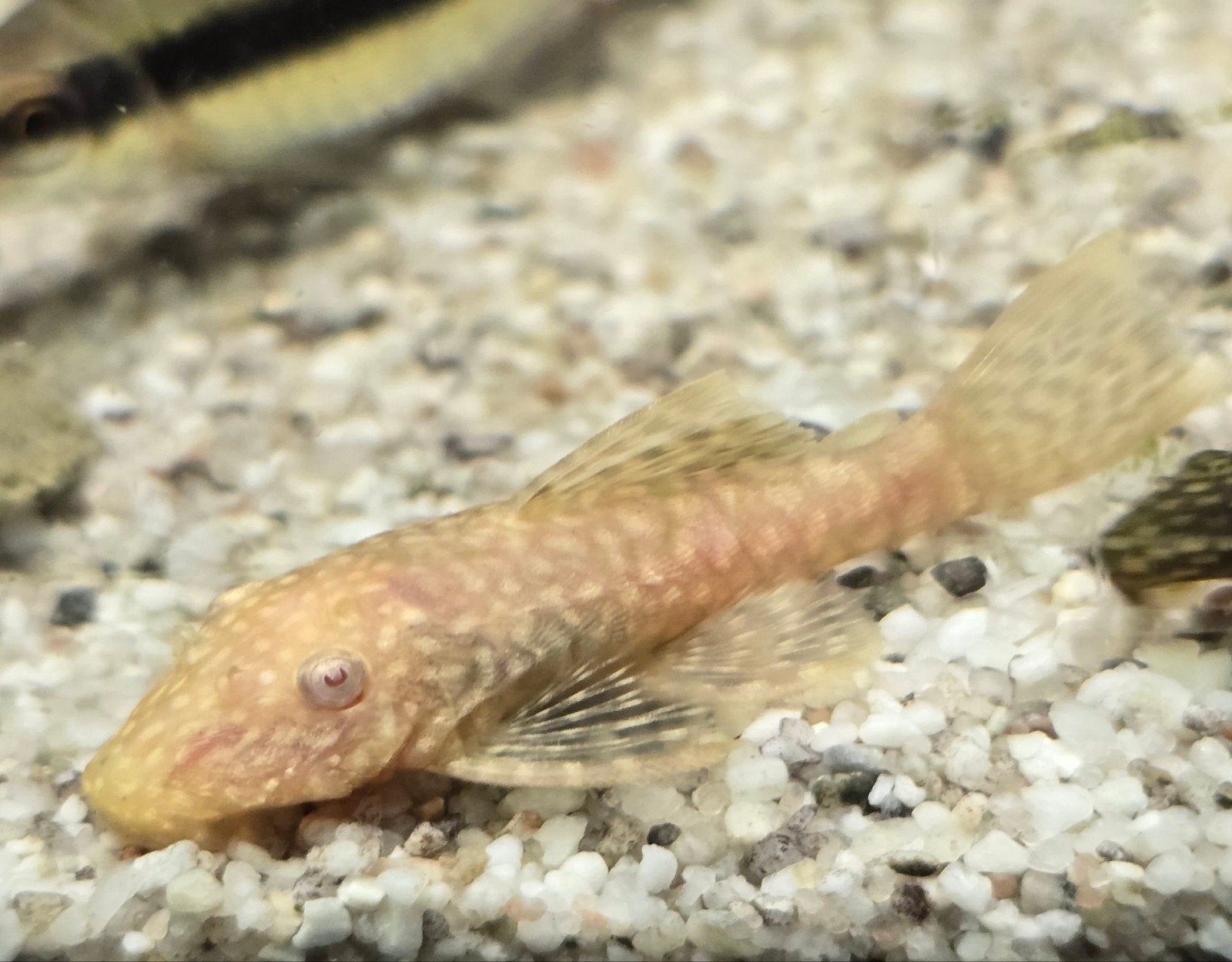 jonge ansistrus albino €3,99, Vis
