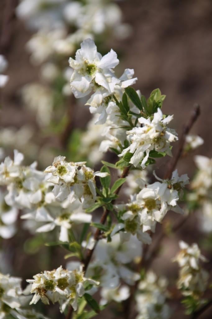 STRUIK Exochorda racemosa 'Niagara' (Parelstruik) wit, Overige soorten, Volle zon, Vaste plant, Ophalen of Verzenden