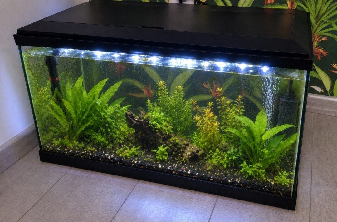 Ciano 60 cm aquarium met ledverlichting, pomp, verwarming, Ophalen, Pomp, Zo goed als nieuw, Leeg aquarium