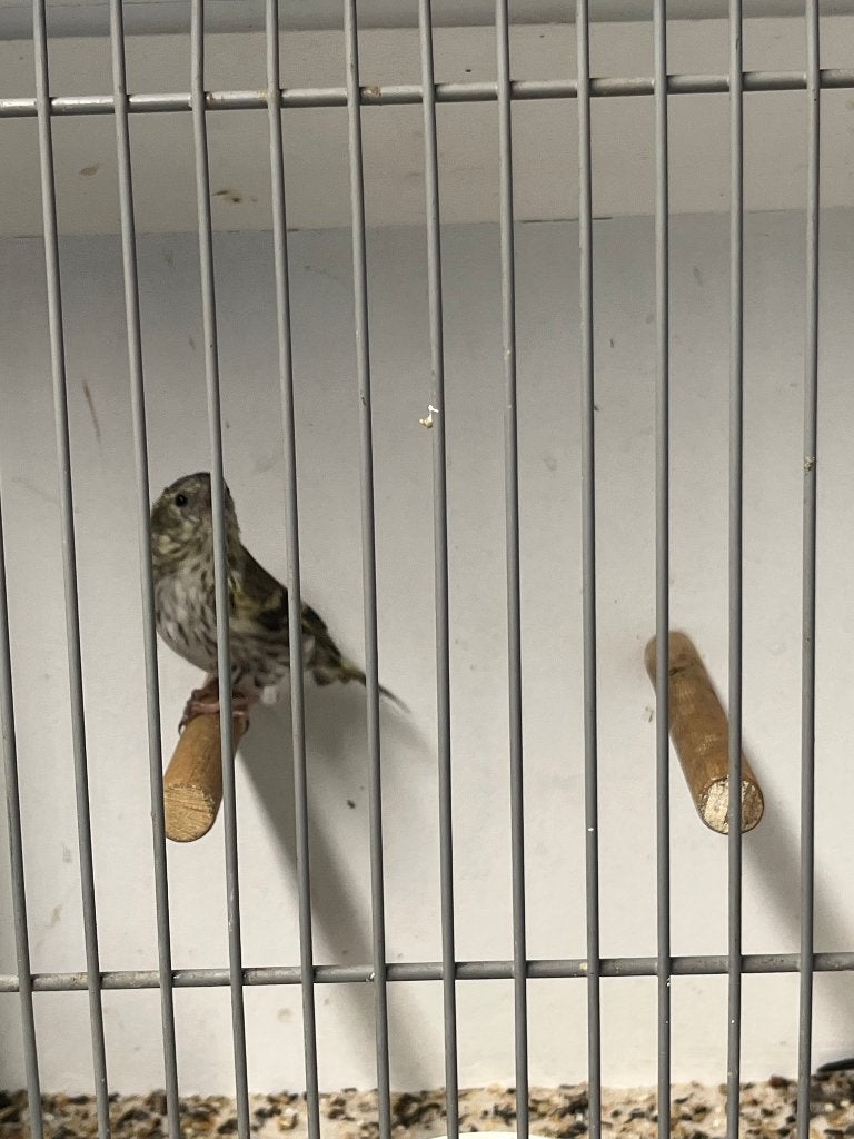 sijzen, Dieren en Toebehoren, Vrouwelijk, Wildzangvogel, Geringd