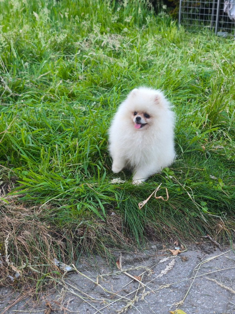 Pomerianan, Dieren en Toebehoren, Honden | Poolhonden, Keeshonden en Oertypen, België, Particulier, Keeshond, 15 weken tot 1 jaar