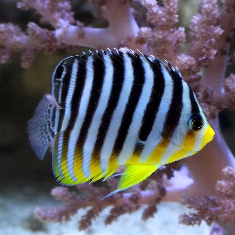 Mooie dikke nakweek Paracentropyge Multifasciata te koop, Dieren en Toebehoren, Vissen | Aquariumvissen, Zoutwatervis, Vis