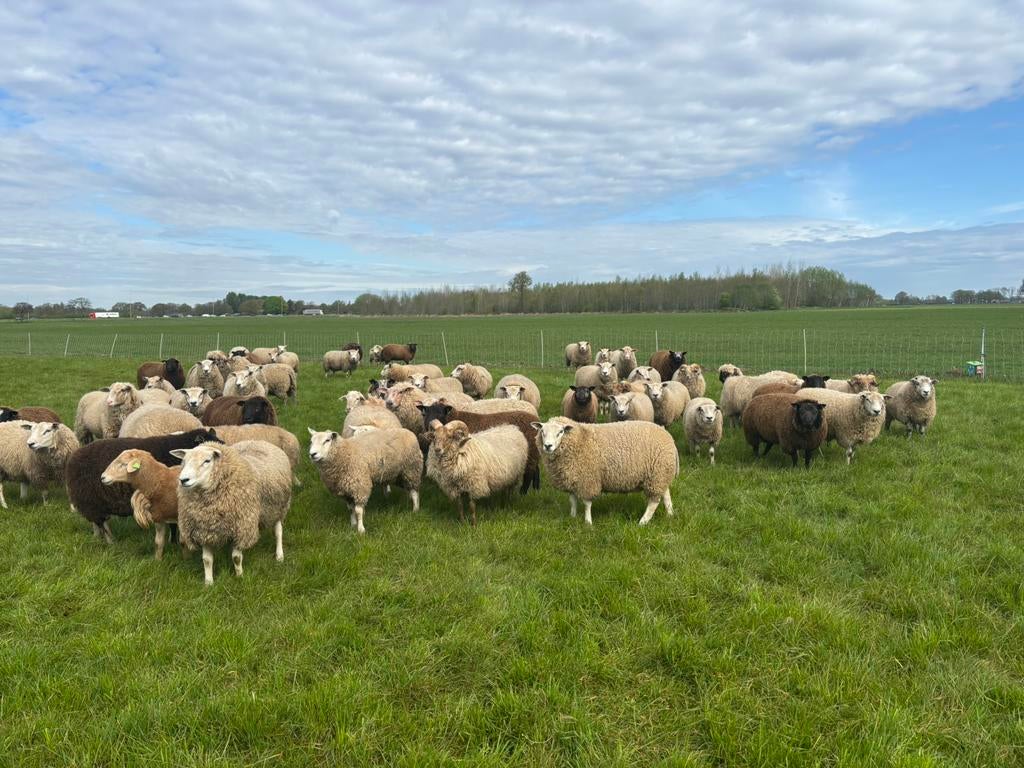 Offerfeest rammen Eid al-Adha, Dieren en Toebehoren, Mannelijk, Schaap