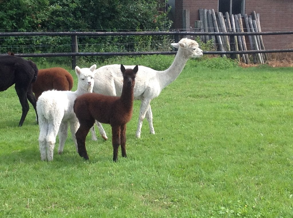 alpaca wol te koop (alpacawol), Ophalen, Nieuw, Overige typen, Wolvilt