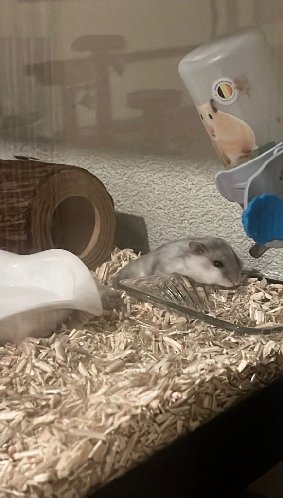 Gratis Hamster + spullen, Dieren en Toebehoren, Knaagdieren, Mannelijk, Hamster, Oktober