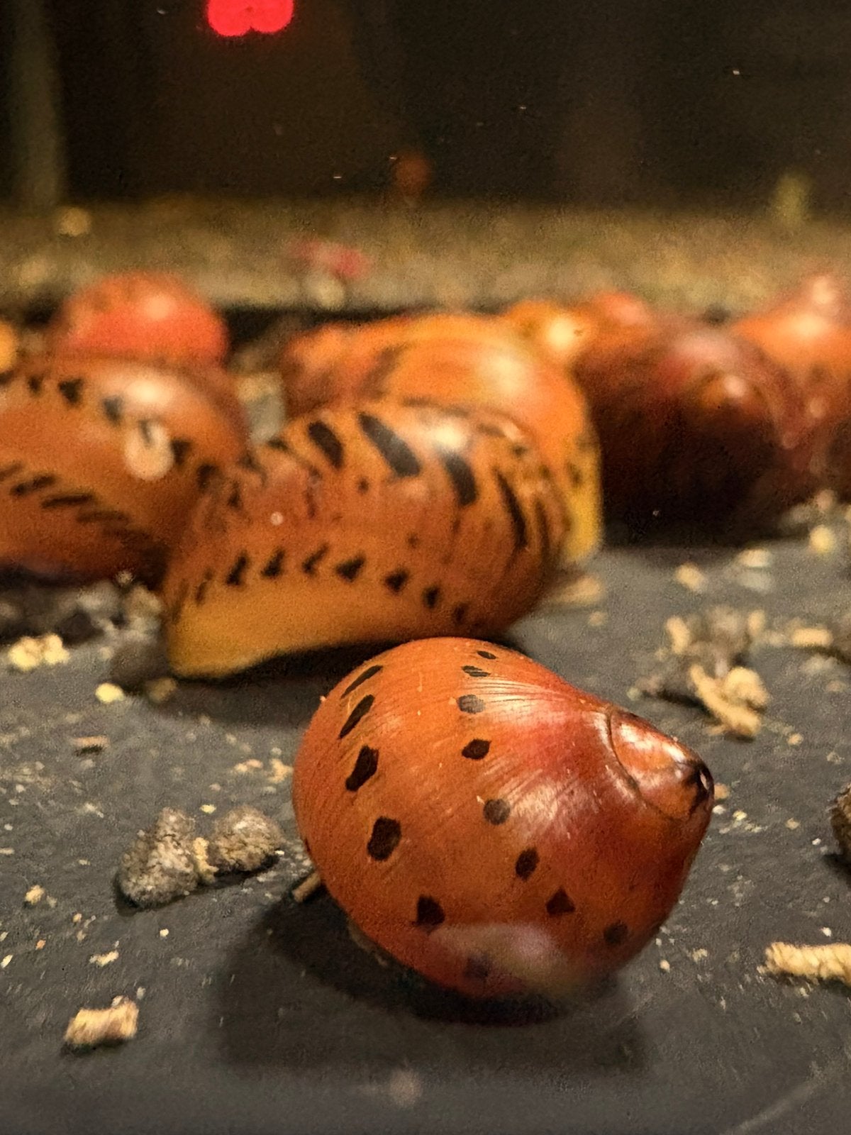 Neritina Orange Track Snails Aquariumslak, Dieren en Toebehoren, Kreeft, Krab of Garnaal