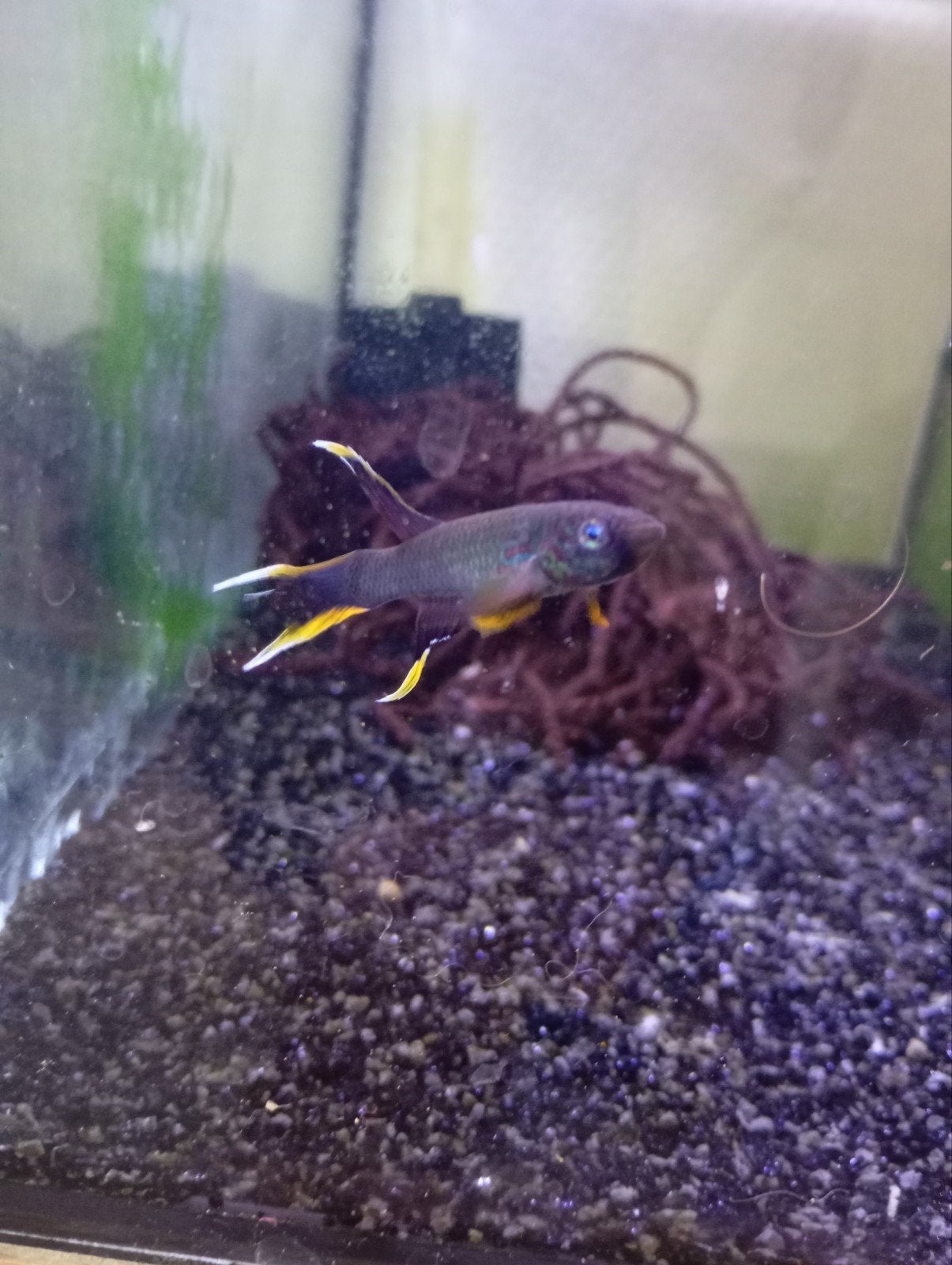 Killivis man Aphyosemion australe, Dieren en Toebehoren, Vissen | Aquariumvissen, Vis, Zoetwatervis