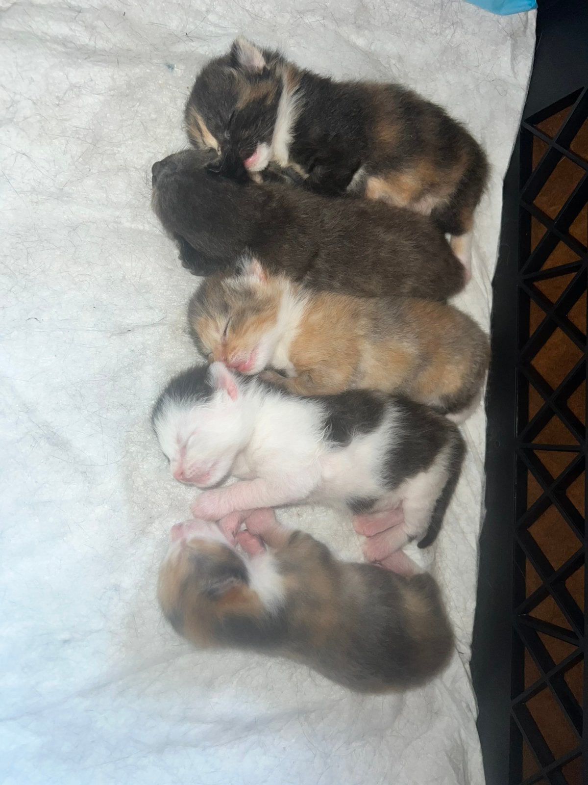 Maine Coon  en Europese korthaar, Meerdere dieren, Gechipt
