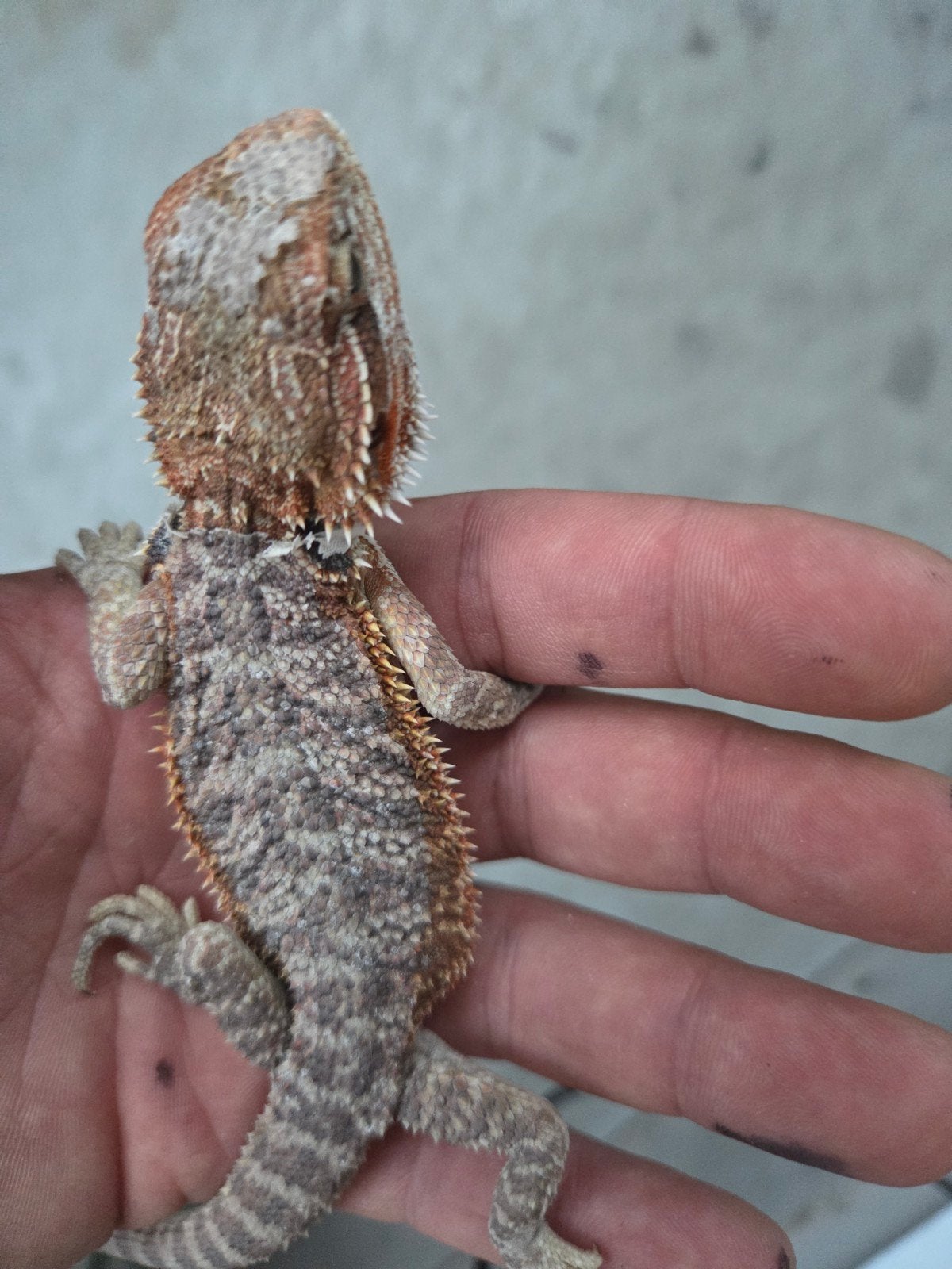 Baardagaam Pogona Vitticeps Classic/Normal Bearded Dragon photo 3