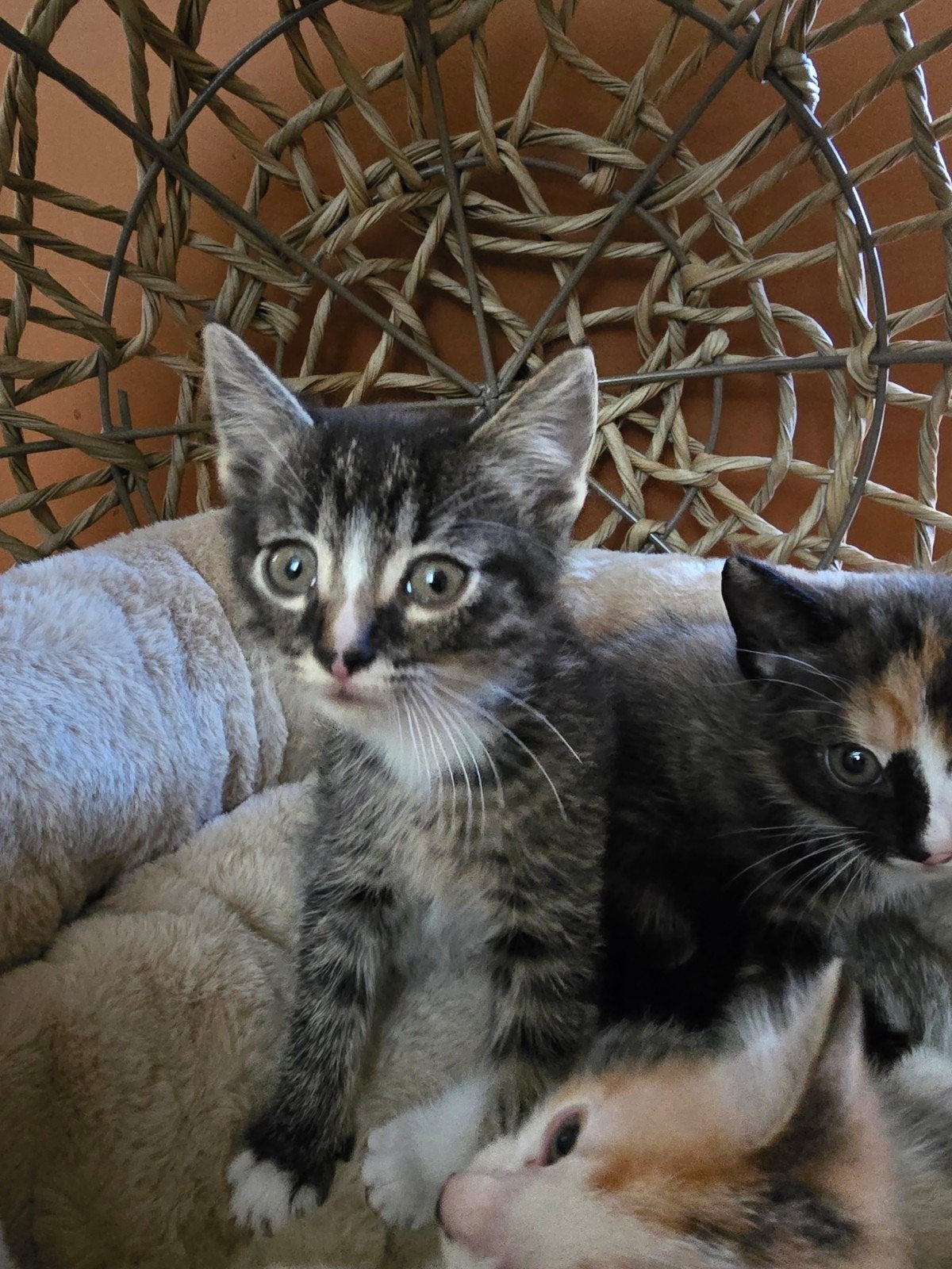 Nog 2  kittens te koop (mogen nestje verlaten), Meerdere dieren, Kortharig, 0 tot 2 jaar