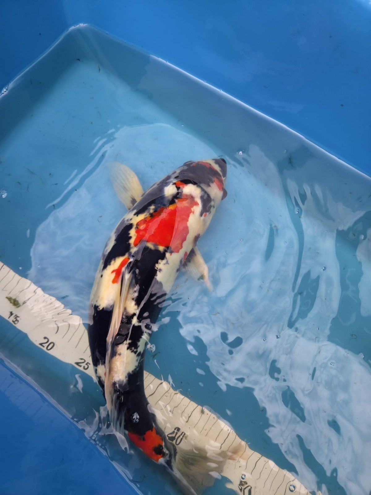 Japanse Doitsu Showa, Dieren en Toebehoren, Vissen | Vijvervissen, Karper of Koi