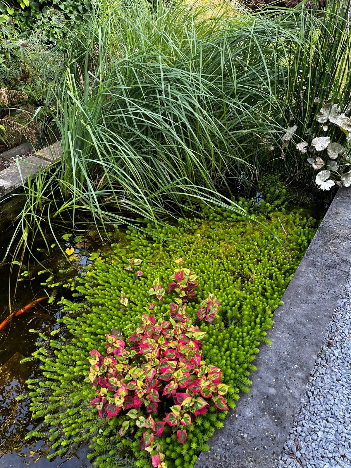 Gratis water planten, Ophalen, Overige soorten, Minder dan 100 cm