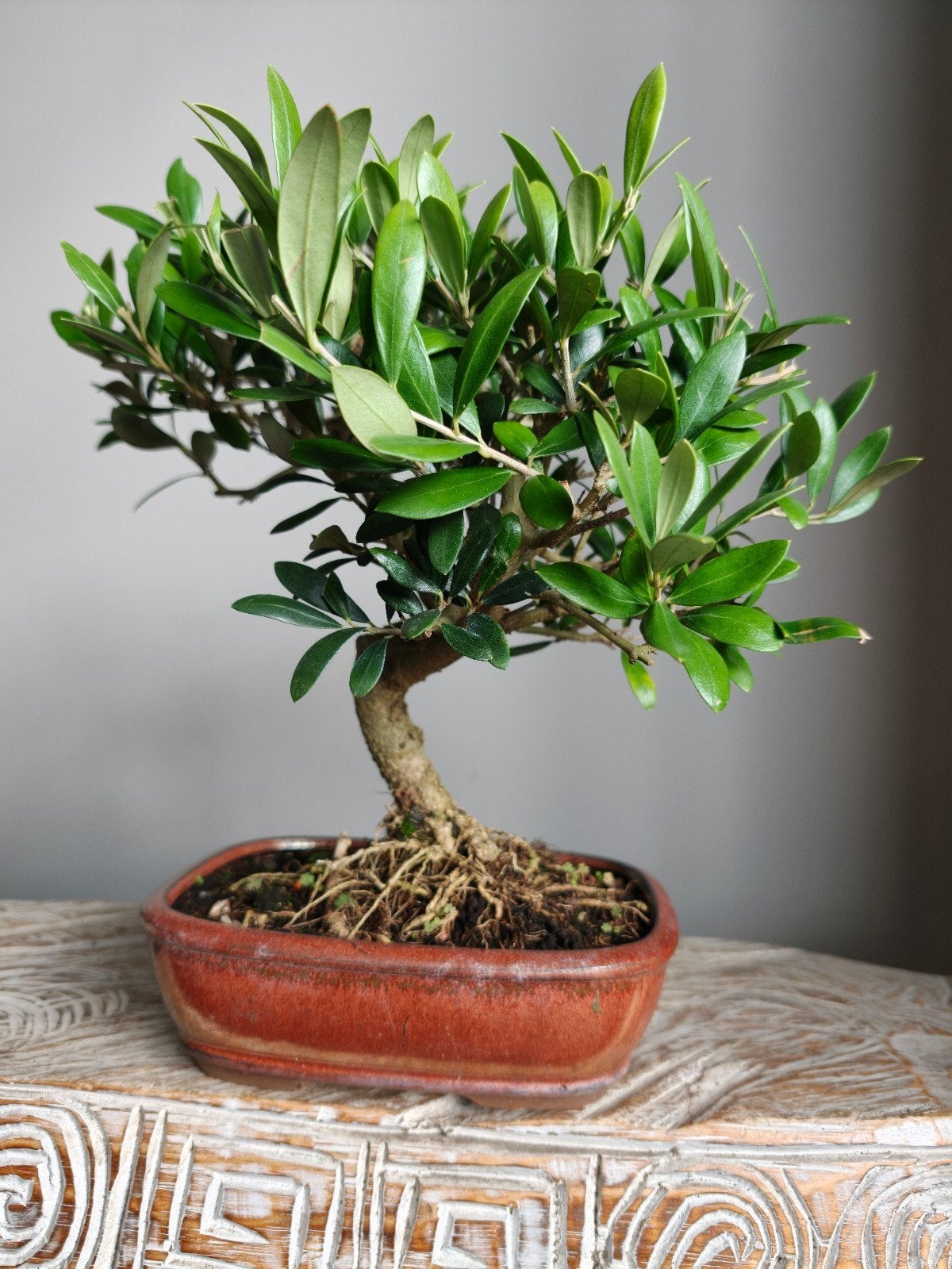 Olea Europaea 'Olijf' bonsai, Volle zon, Bloeit niet, Minder dan 100 cm, Overige soorten
