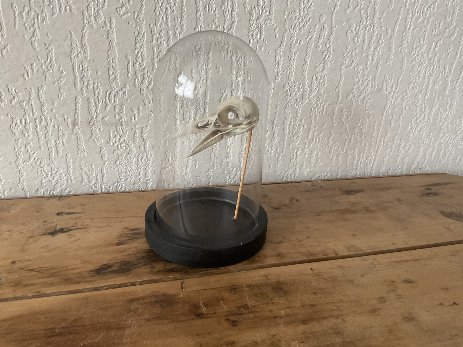 Oud glazen stolpje met vogel schedel, Verzenden, Zo goed als nieuw